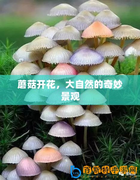 蘑菇開(kāi)花，大自然的奇妙景觀