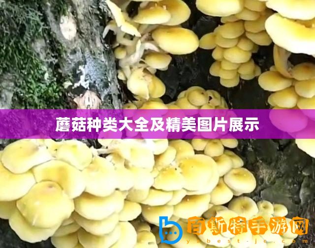 蘑菇種類大全及精美圖片展示