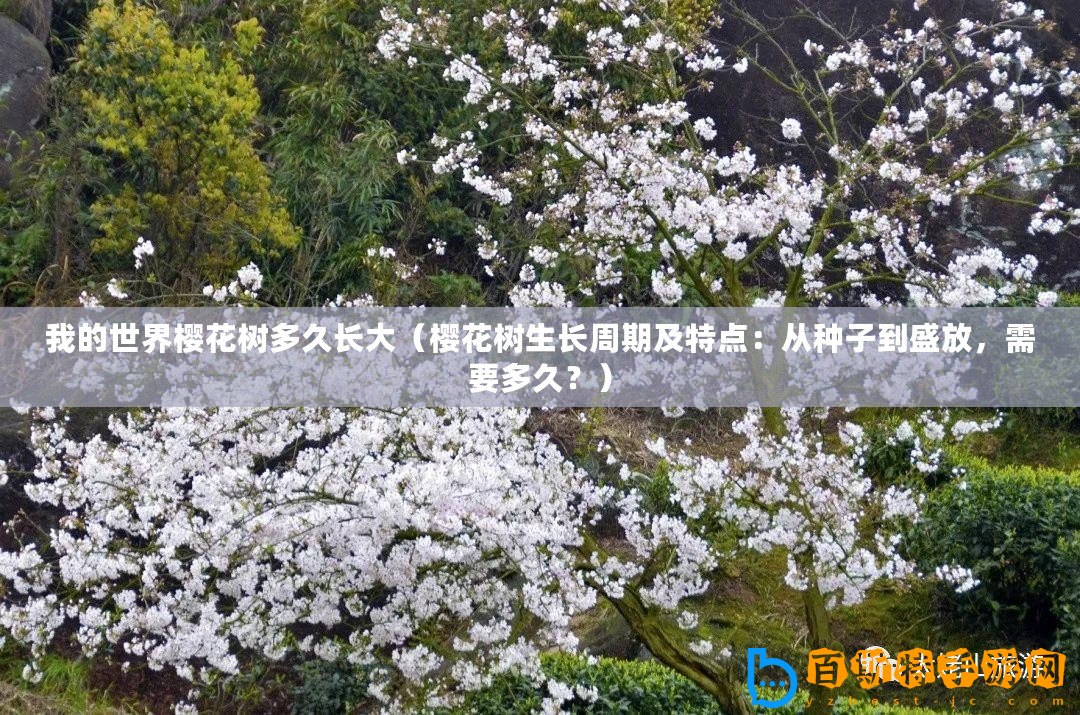 我的世界櫻花樹多久長大（櫻花樹生長周期及特點(diǎn)：從種子到盛放，需要多久？）