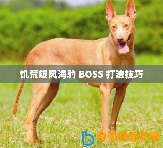 饑荒旋風(fēng)海豹 BOSS 打法技巧